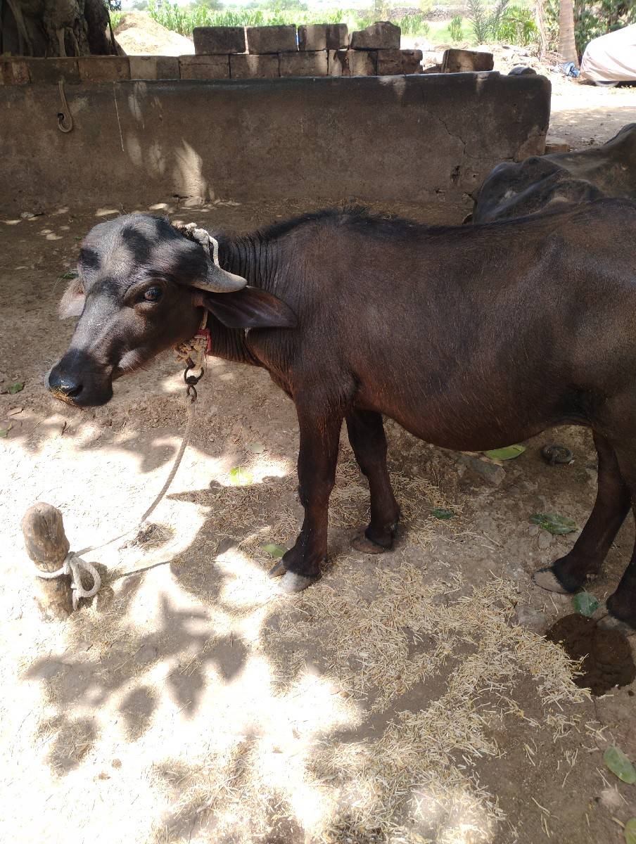પાડી વેચવાની છે.