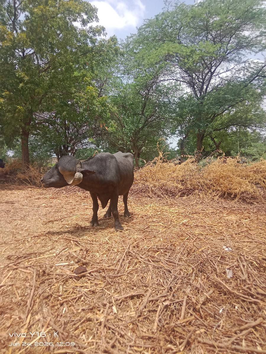 પાડો વેચવાનો છે
