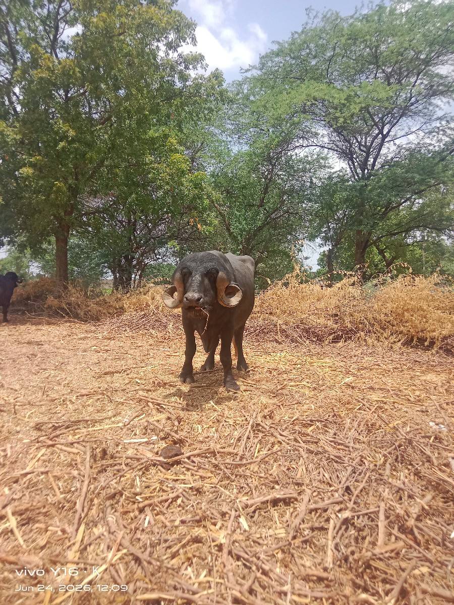 પાડો વેચવાનો છે