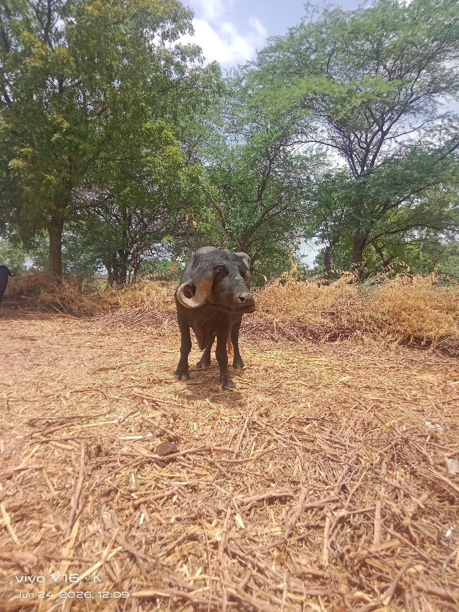 પાડો વેચવાનો છે