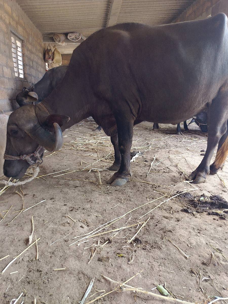 બે ખડેલી યુ વેચવાની છે