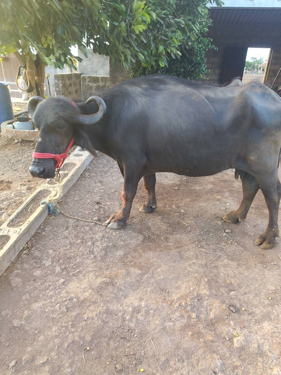 બે ખડેલી યુ વેચવાની છે