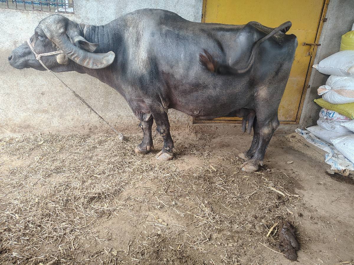 ભેંસ 
૨૫ દિવસ વાર છે