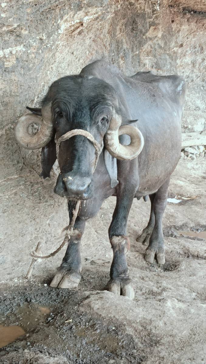 ખડેલી વેચવા ની છે 2 વેતર વિયાણી છે