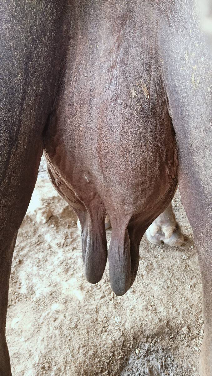 ખડેલી વેચવા ની છે 2 વેતર વિયાણી છે