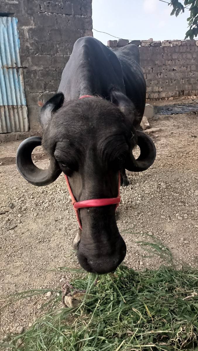 પેલ વેતરી ખડેલી વેચવાની છે