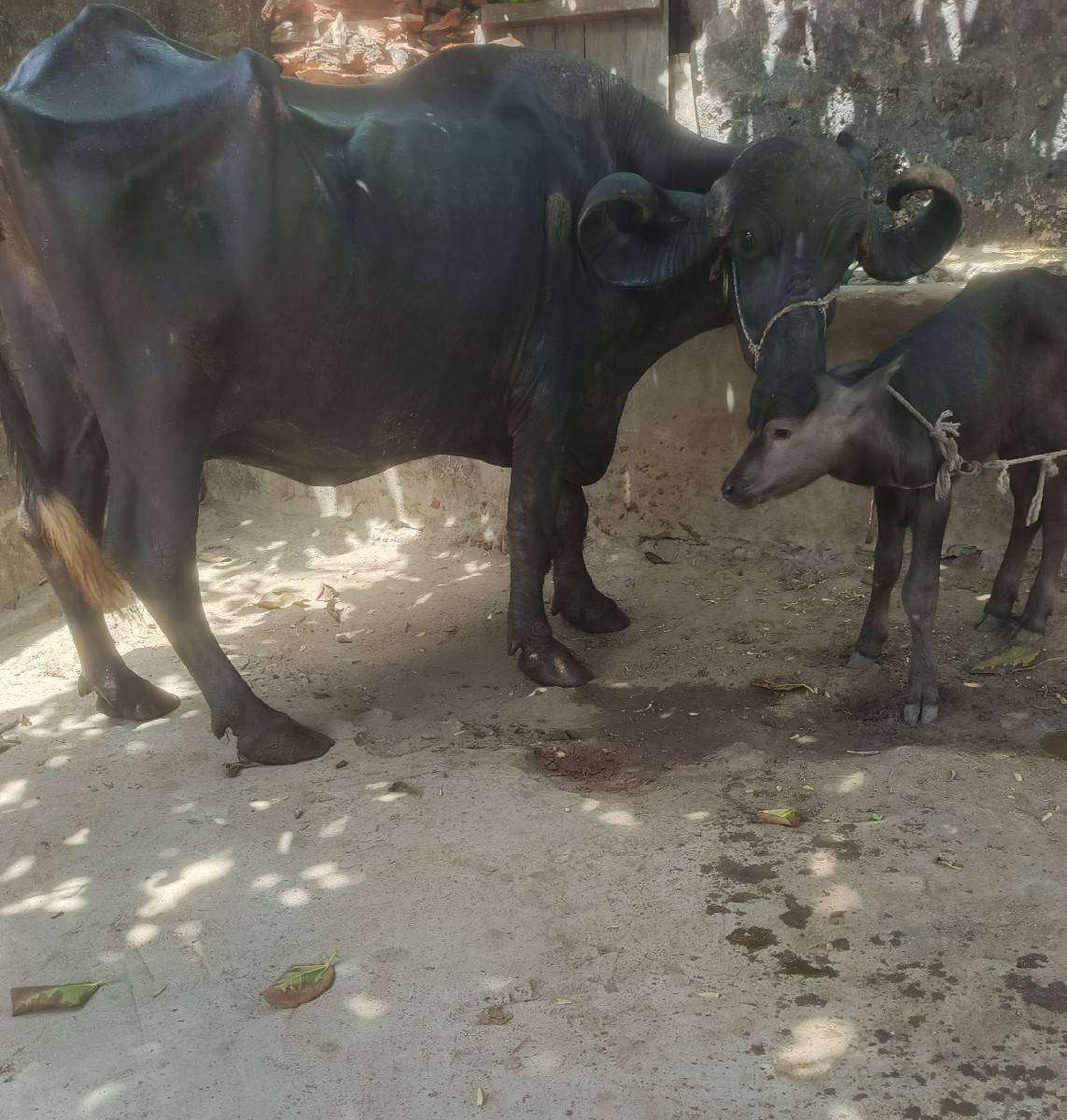 ભૅચ વૅચવાની છૅ