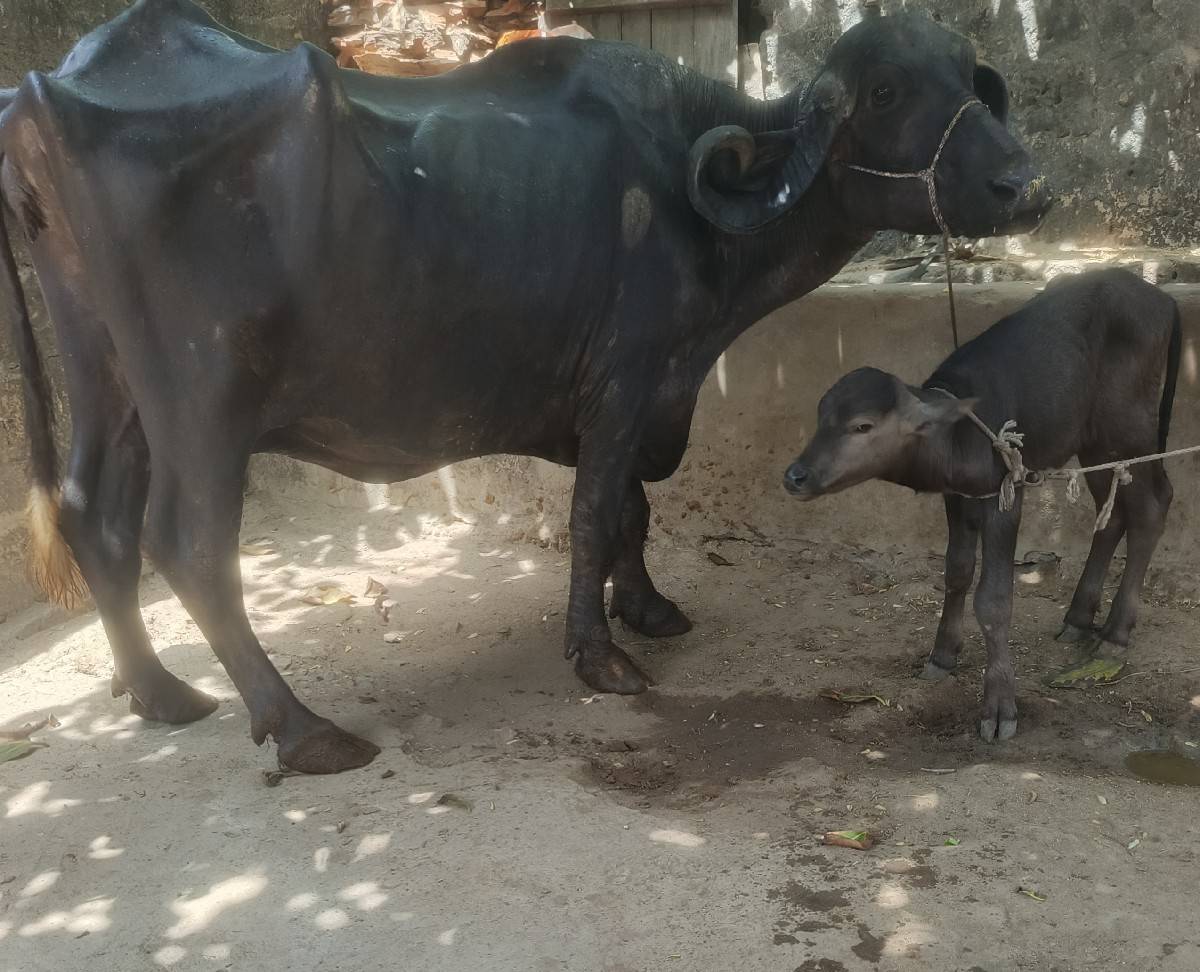 ભૅચ વૅચવાની છૅ