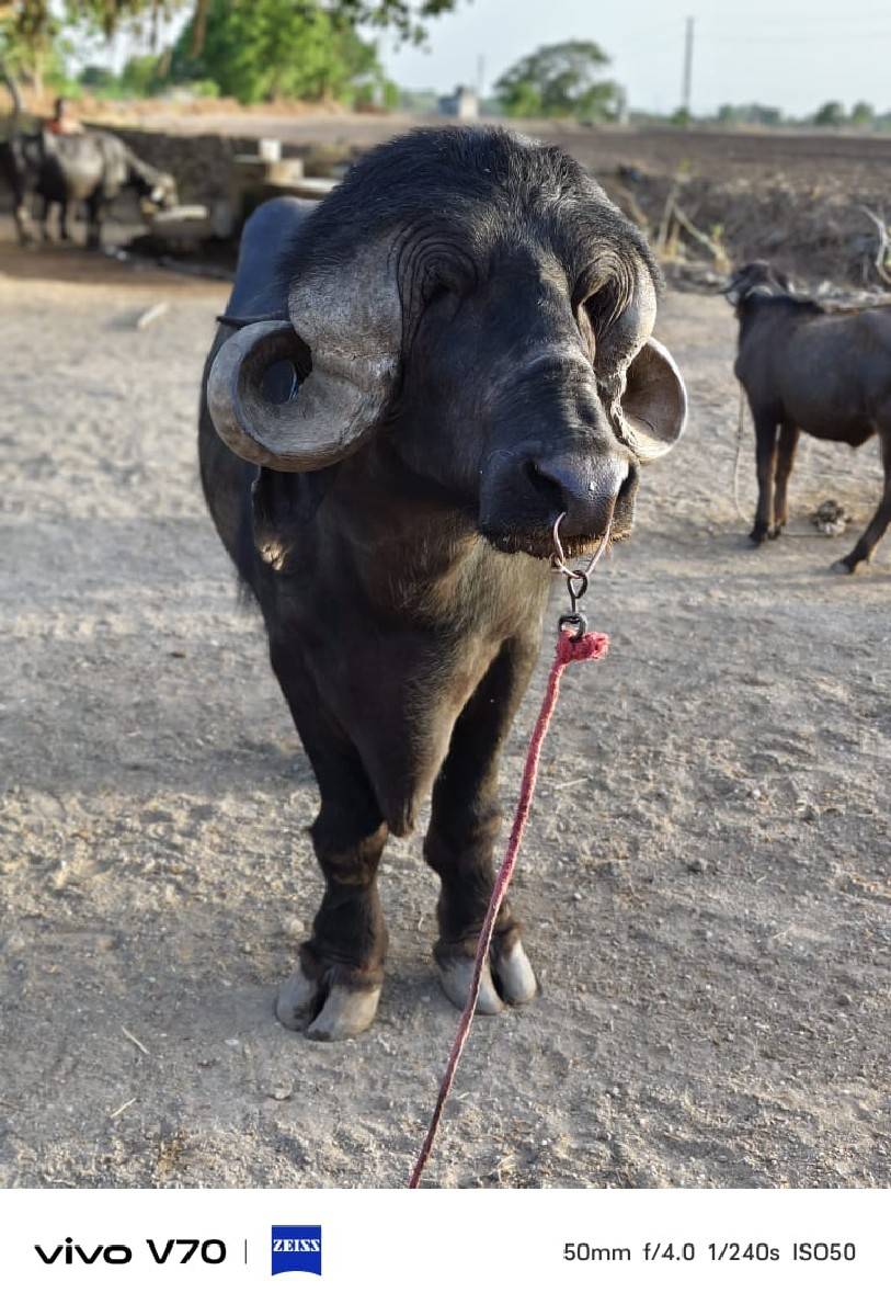 પાડો વેચવાનો છે