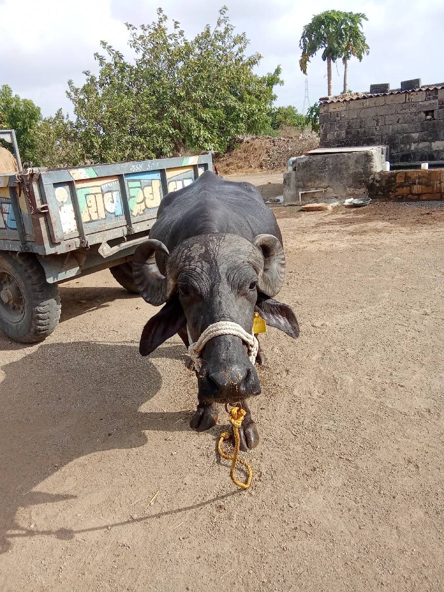 ભેંસ વેચવાની છે