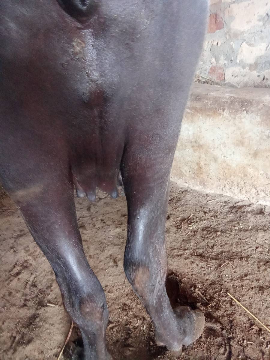 ભેંસ વેચવાની છે