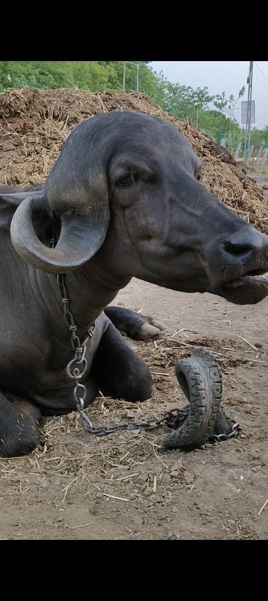 ટોપલ જાફરાબાદી ખડી