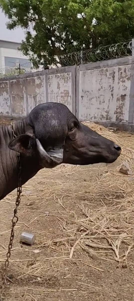 ટોપલ જાફરાબાદી ખડી
