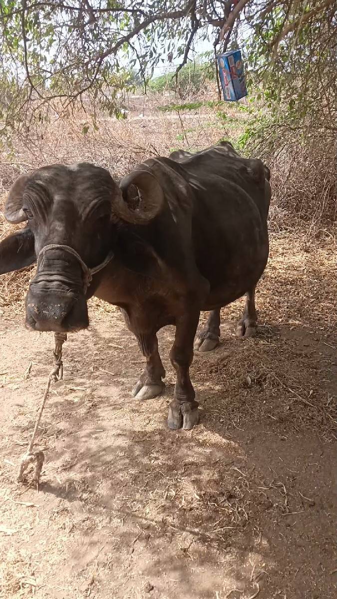 ભેંસ. વેશવાની