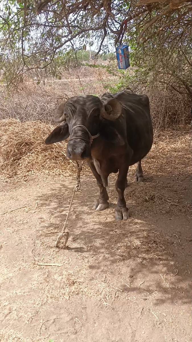 ભેંસ. વેશવાની