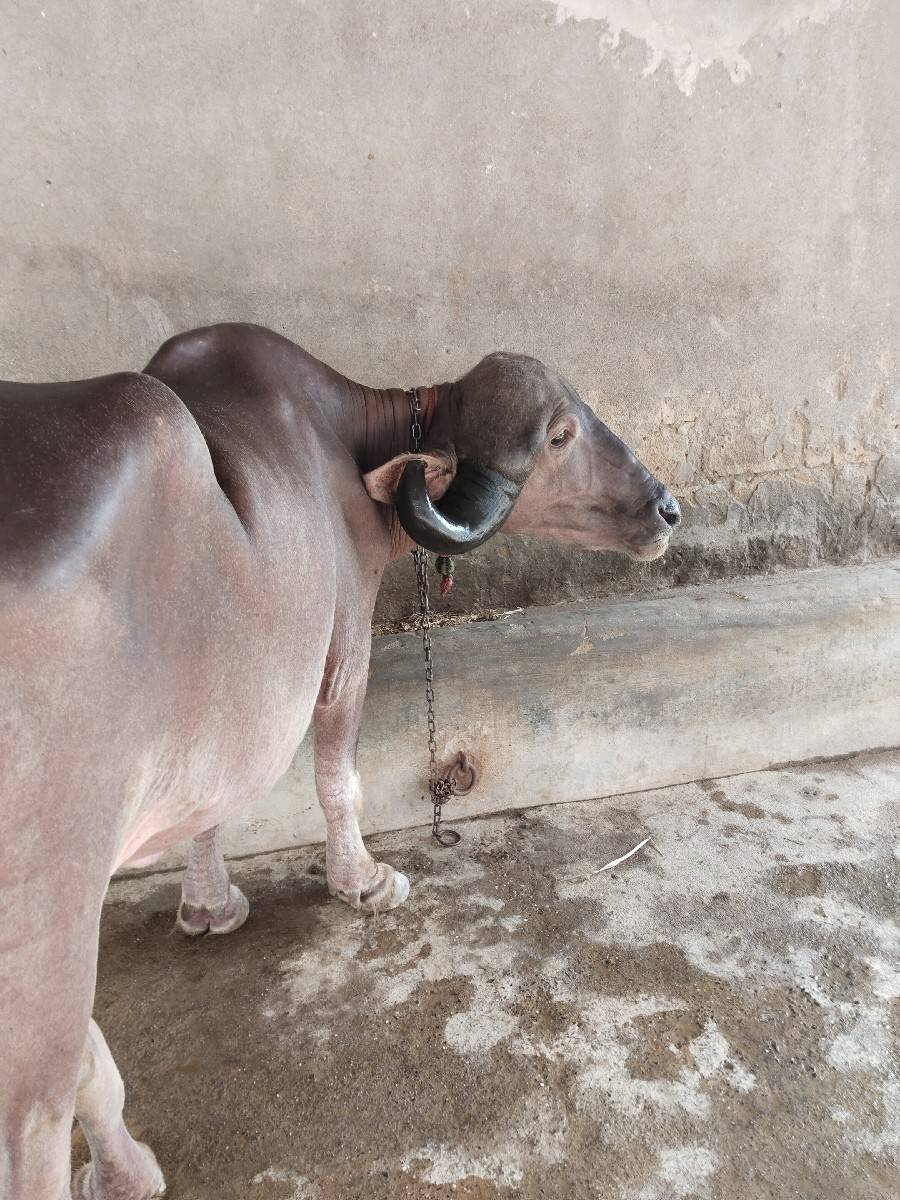 બે ખળેલી વેચવાની છે