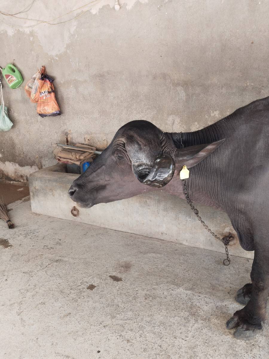 બે ખળેલી વેચવાની છે