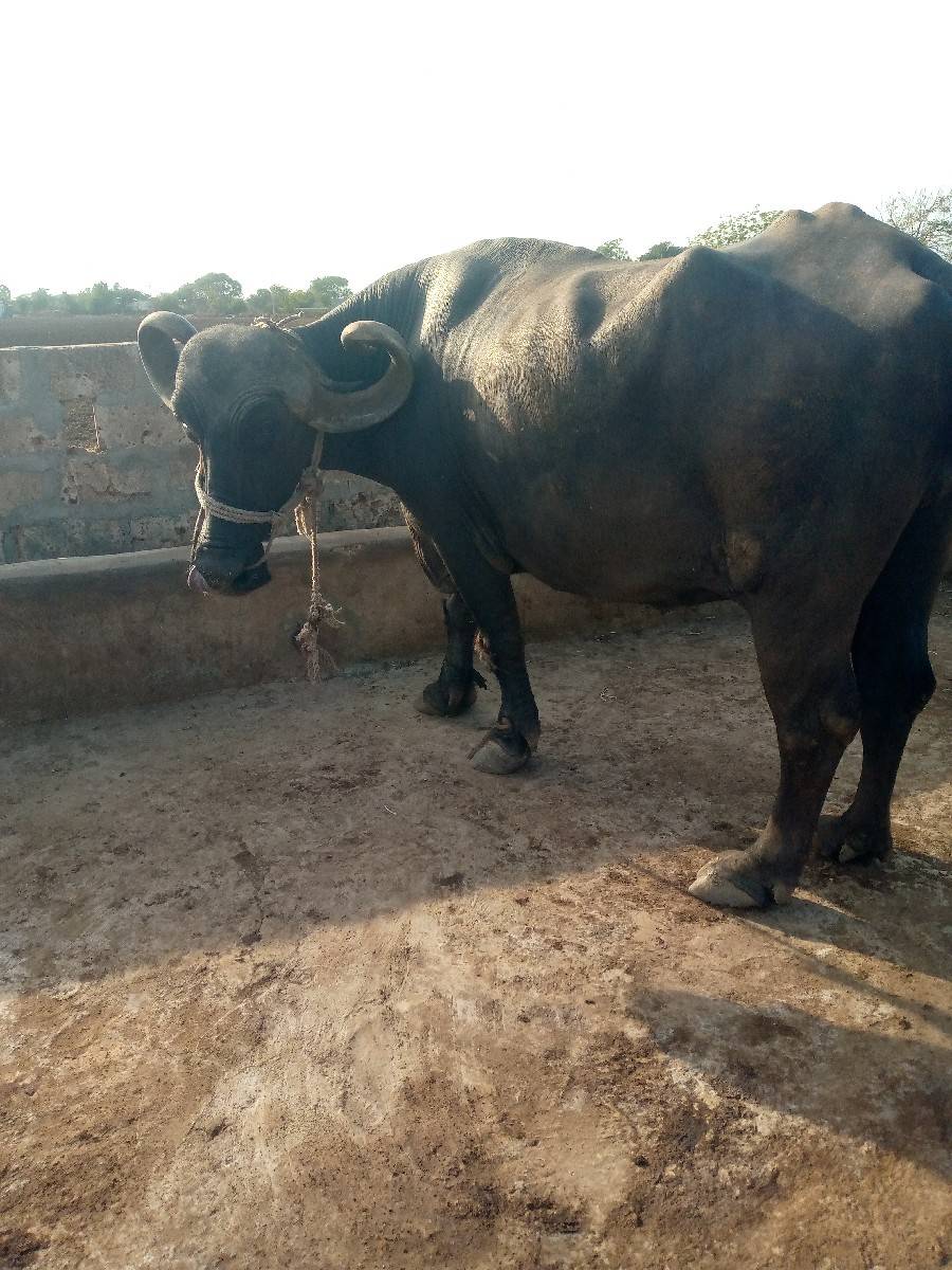આ ભેંસ વેચવાની છે