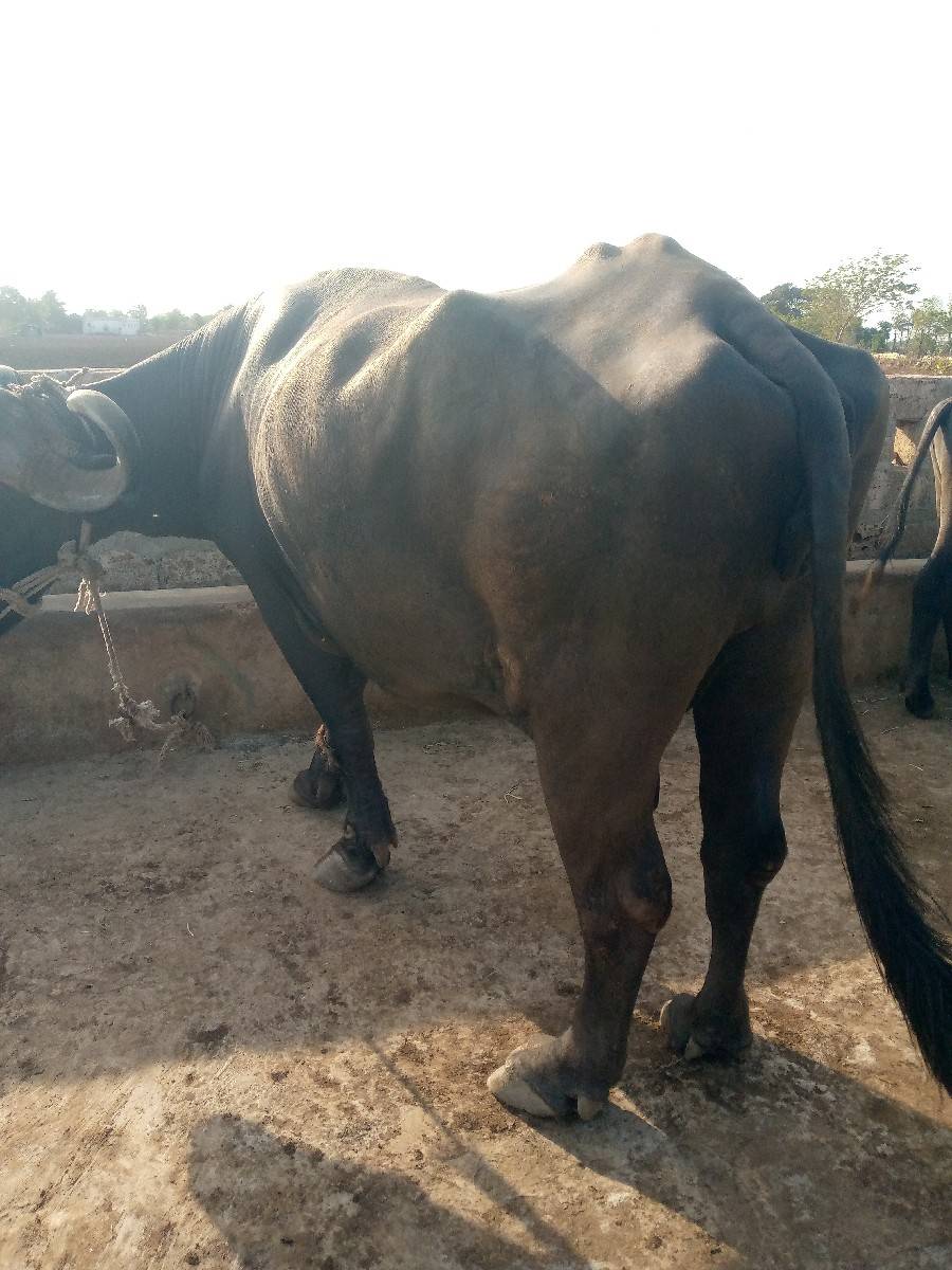 આ ભેંસ વેચવાની છે