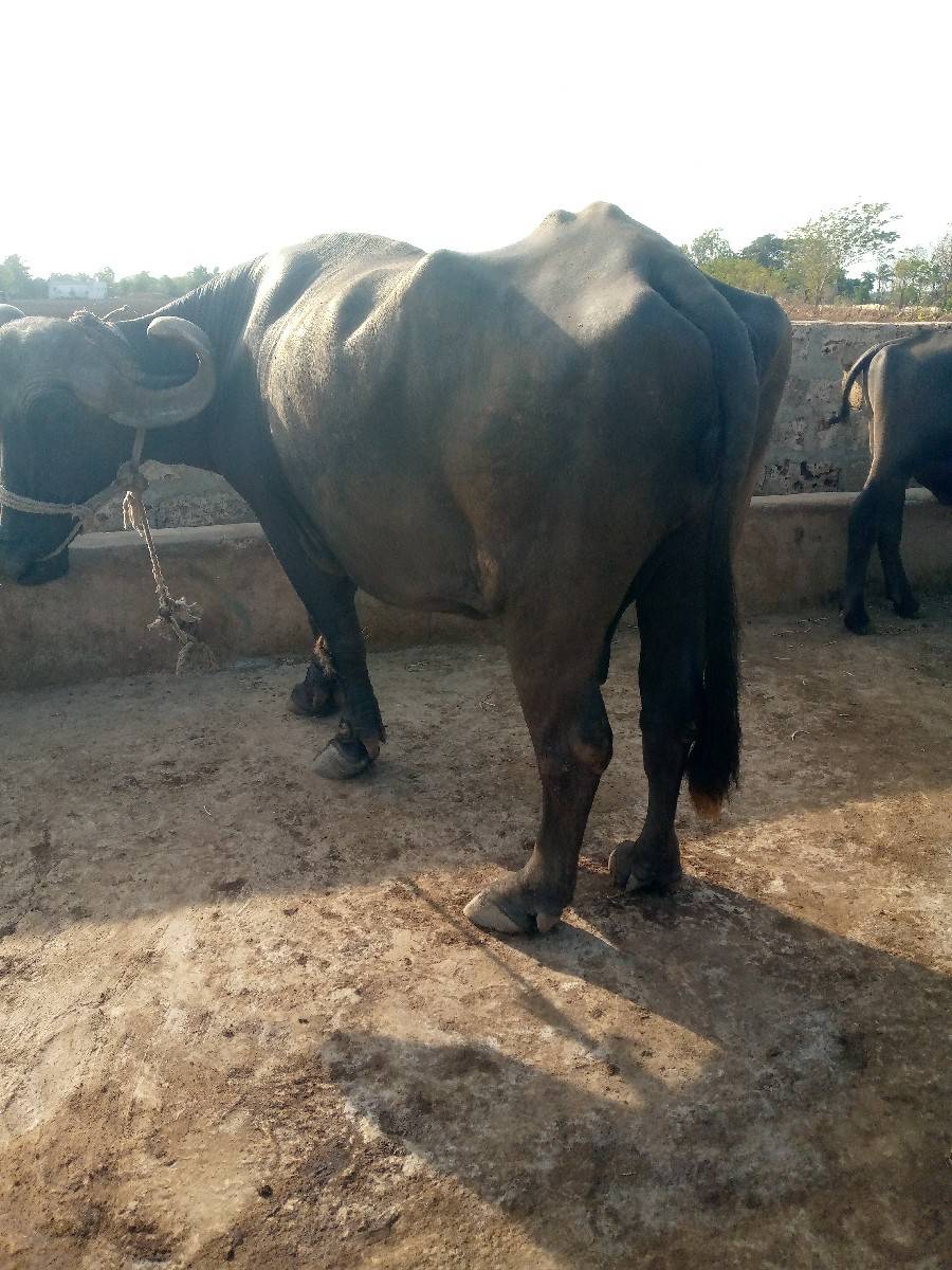 આ ભેંસ વેચવાની છે