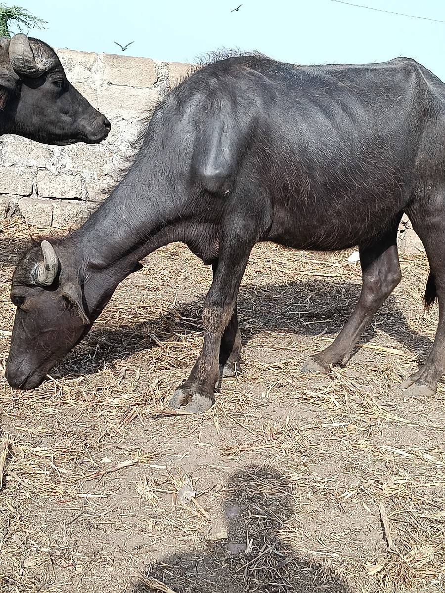 ઓલાદ અને નસલ વાળી ખળેલી વેચવાની છે