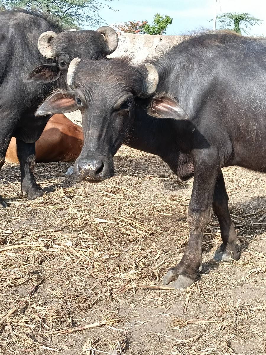 ઓલાદ અને નસલ વાળી ખળેલી વેચવાની છે