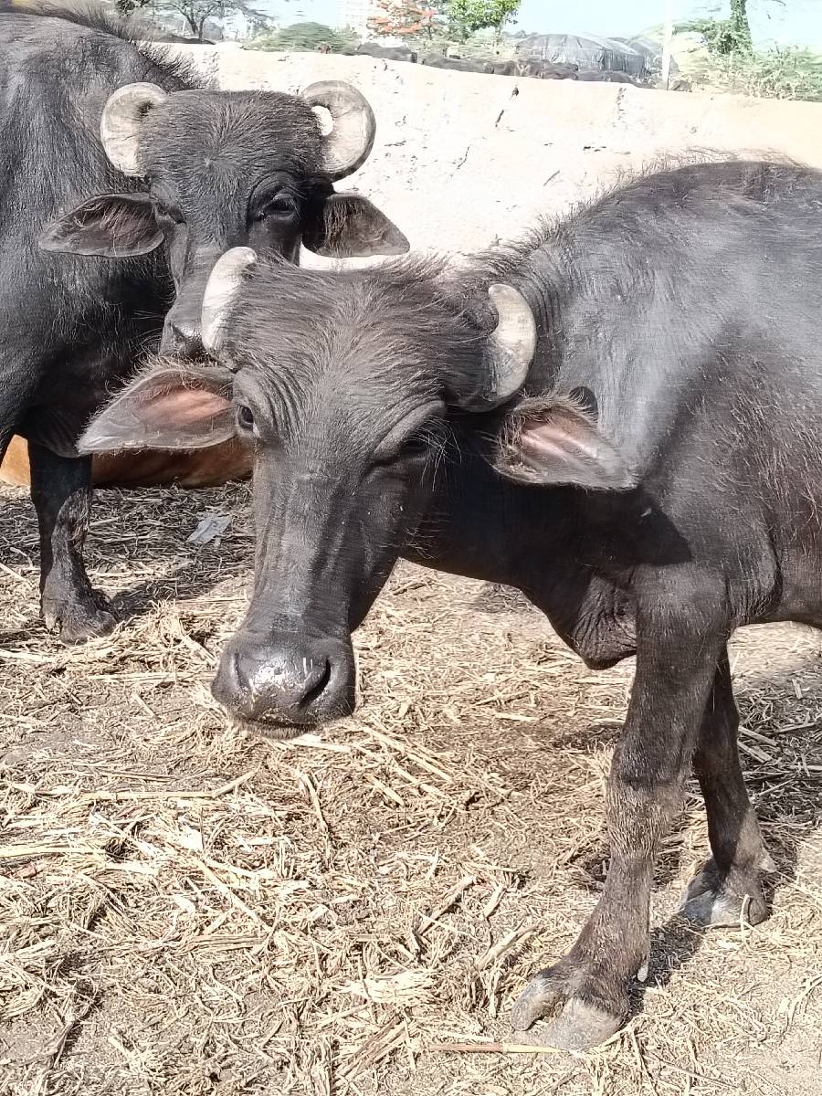 ઓલાદ અને નસલ વાળી ખળેલી વેચવાની છે