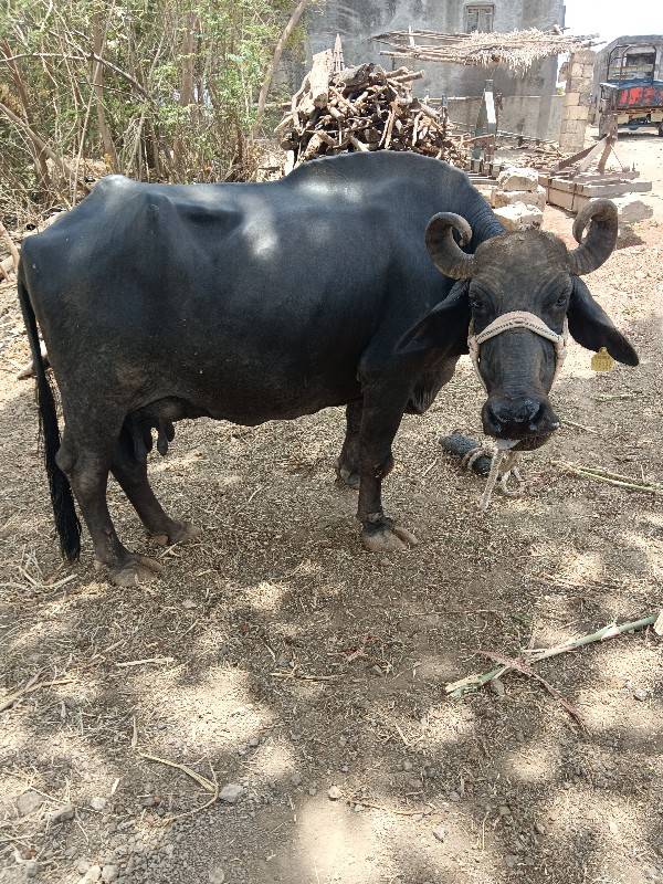 ફેસ વેચવાની છે