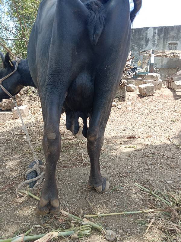 ફેસ વેચવાની છે
