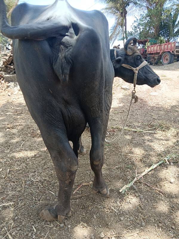 ફેસ વેચવાની છે