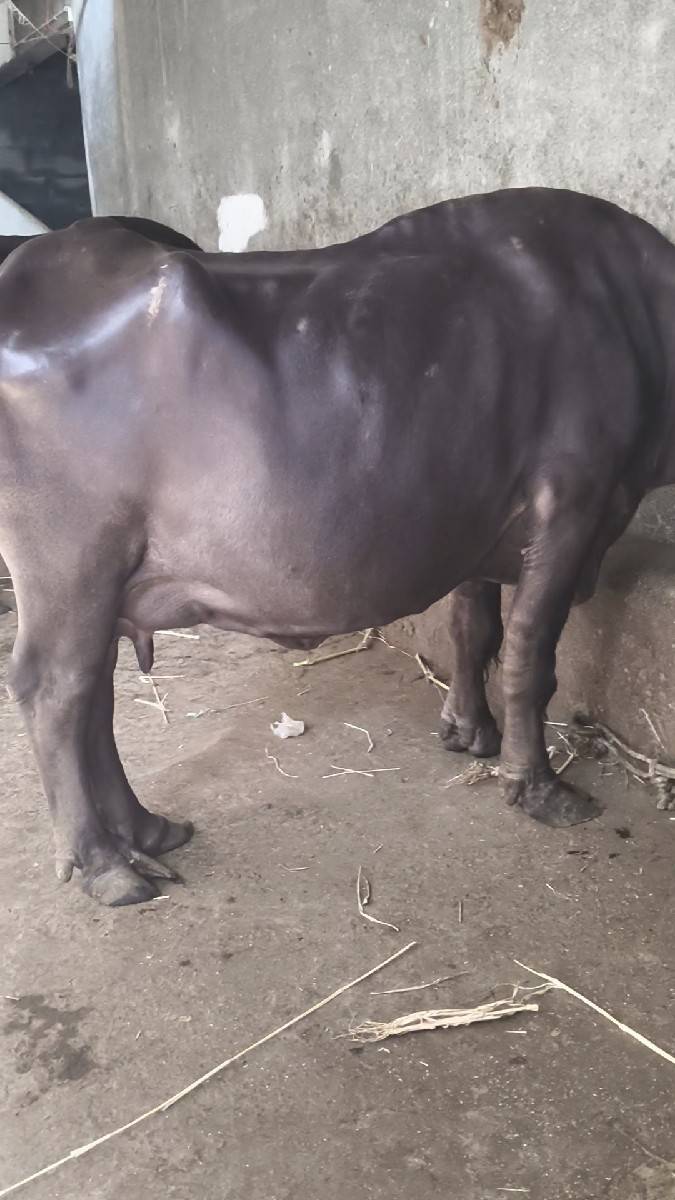 ભેંસ