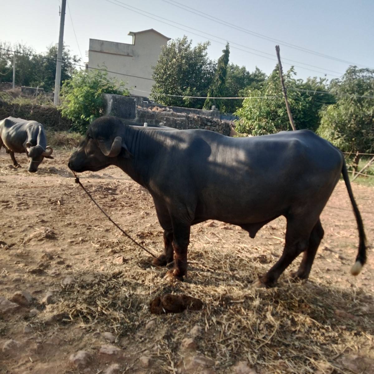 પાડો વેચવાનો છે