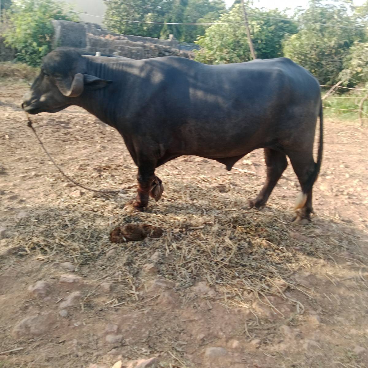 પાડો વેચવાનો છે