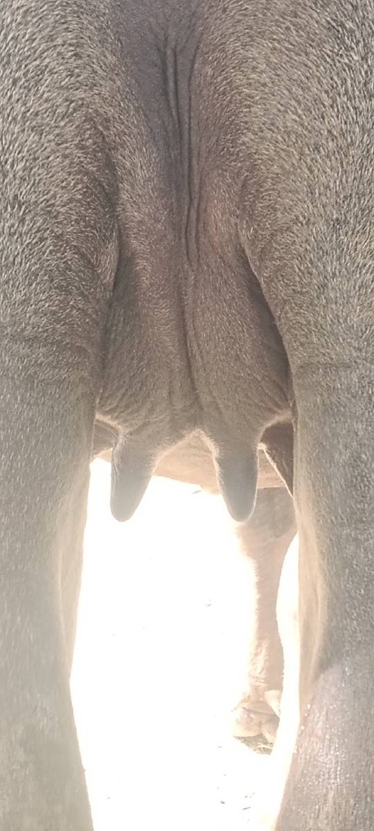 ખડાઈ વેચવાની છે