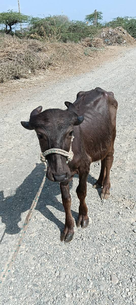પોરબંદર જિલ્લો