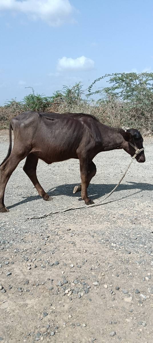 પોરબંદર જિલ્લો
