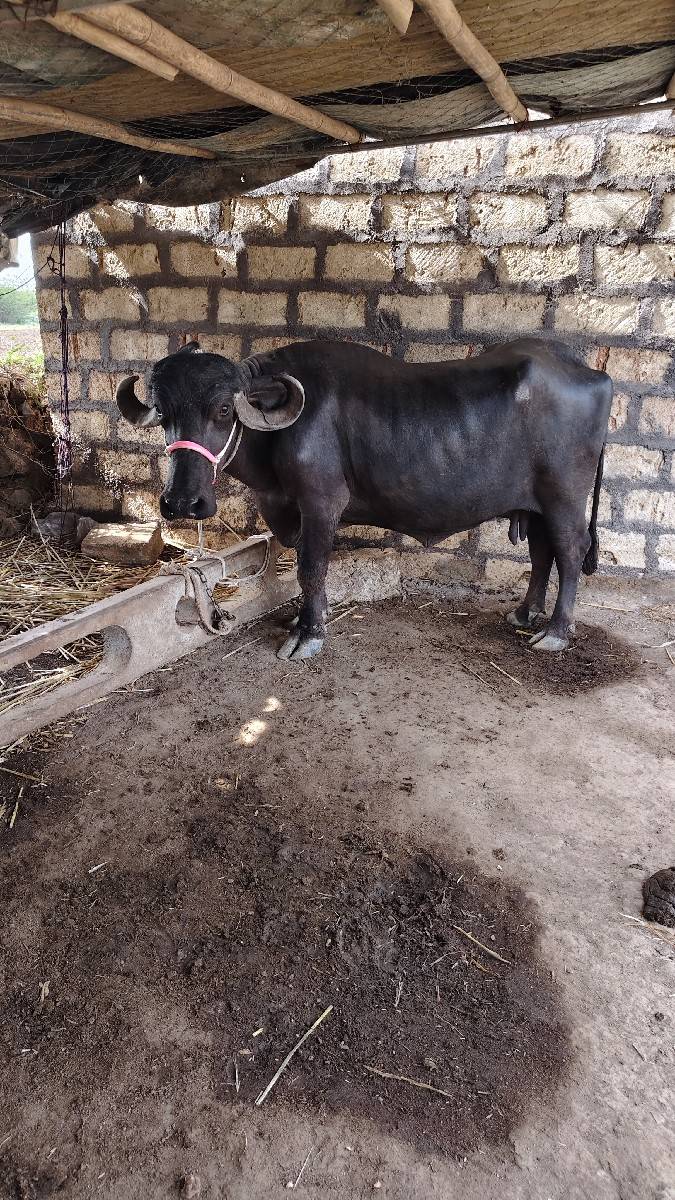 ભેંસ વેચવાની છે