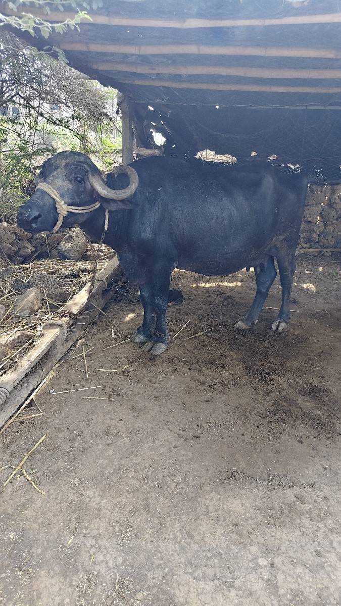 ભેંસ વેચવાની છે