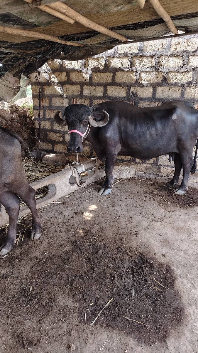 ભેંસ વેચવાની છે