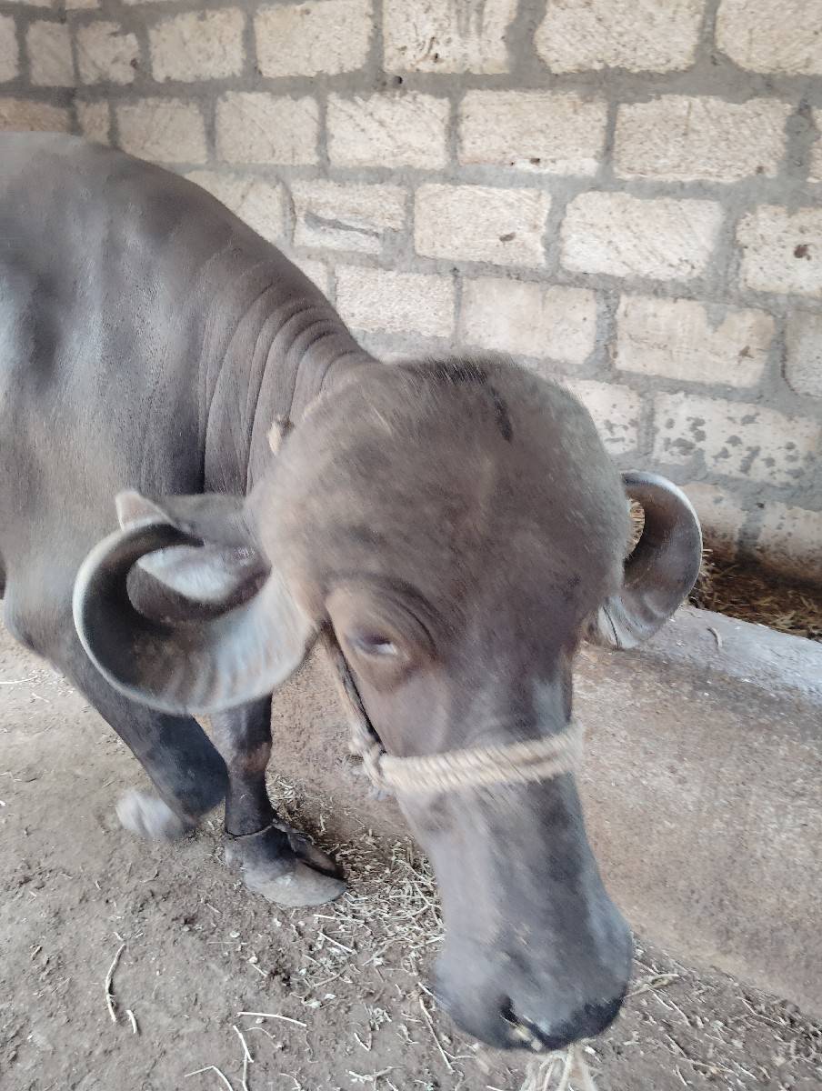 ખડેલી વેચવાની છે