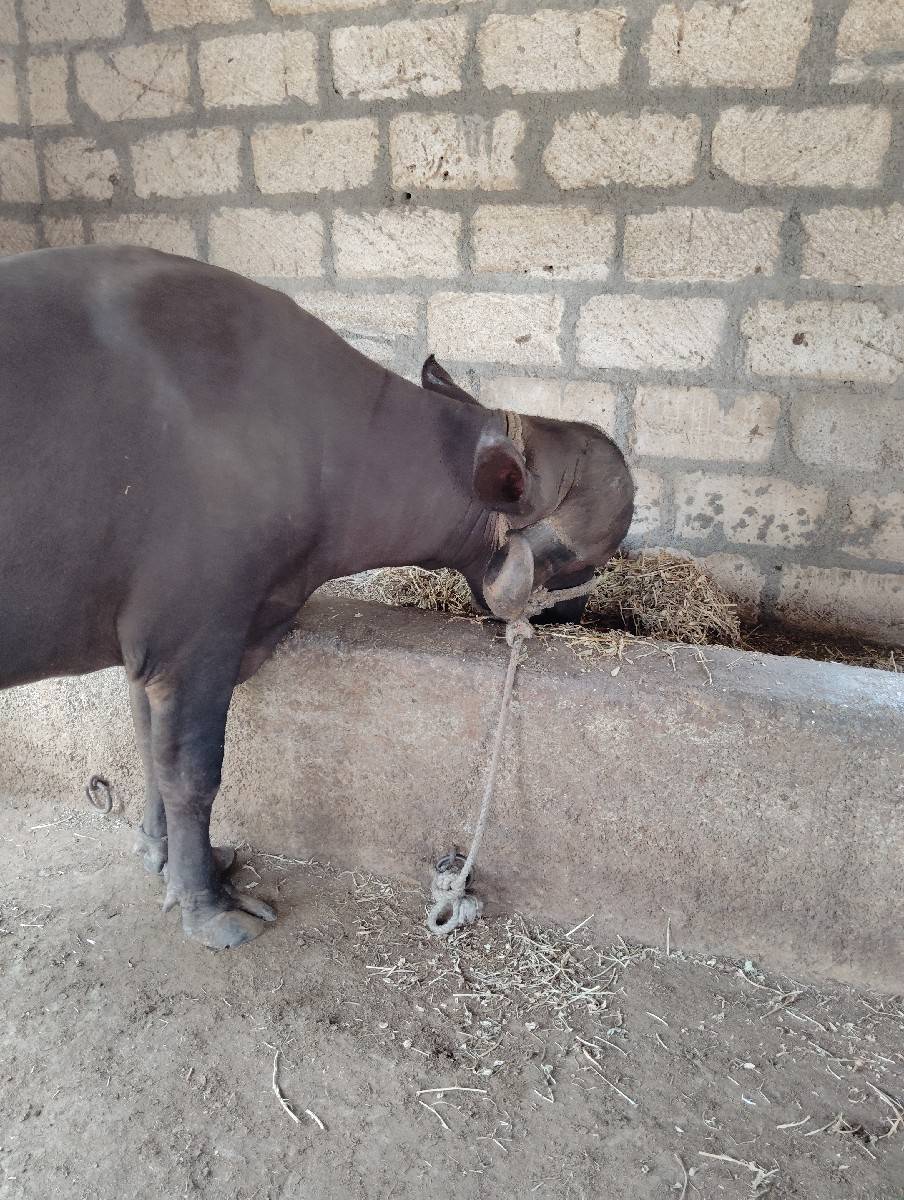 ખડેલી વેચવાની છે