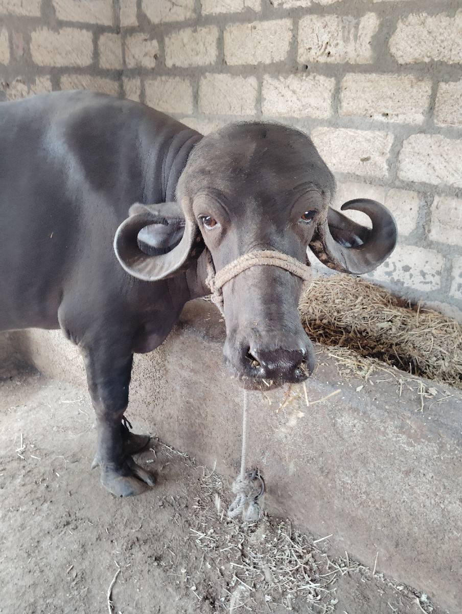 ખડેલી વેચવાની છે