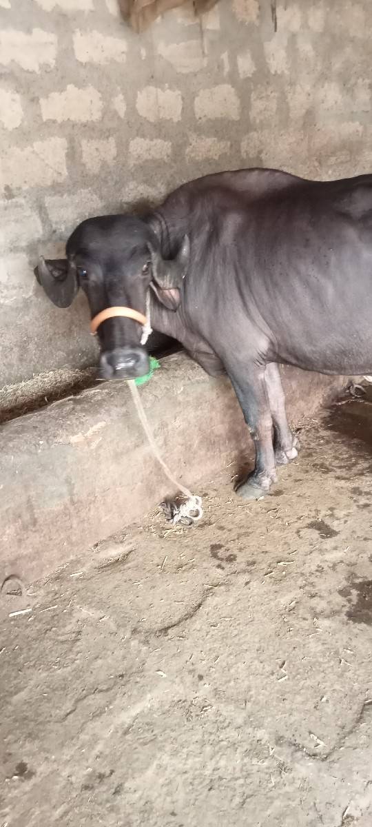 ભેંસ વેચવાની છે