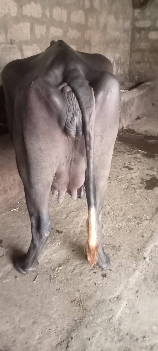 ભેંસ વેચવાની છે