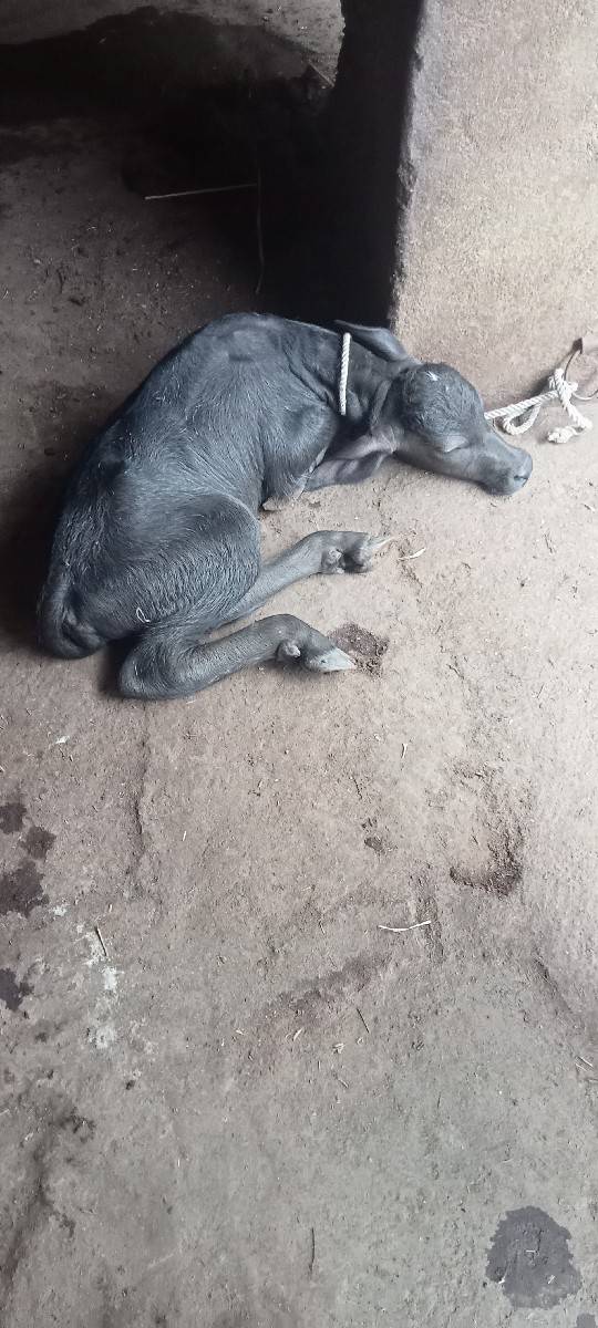 ભેંસ વેચવાની છે