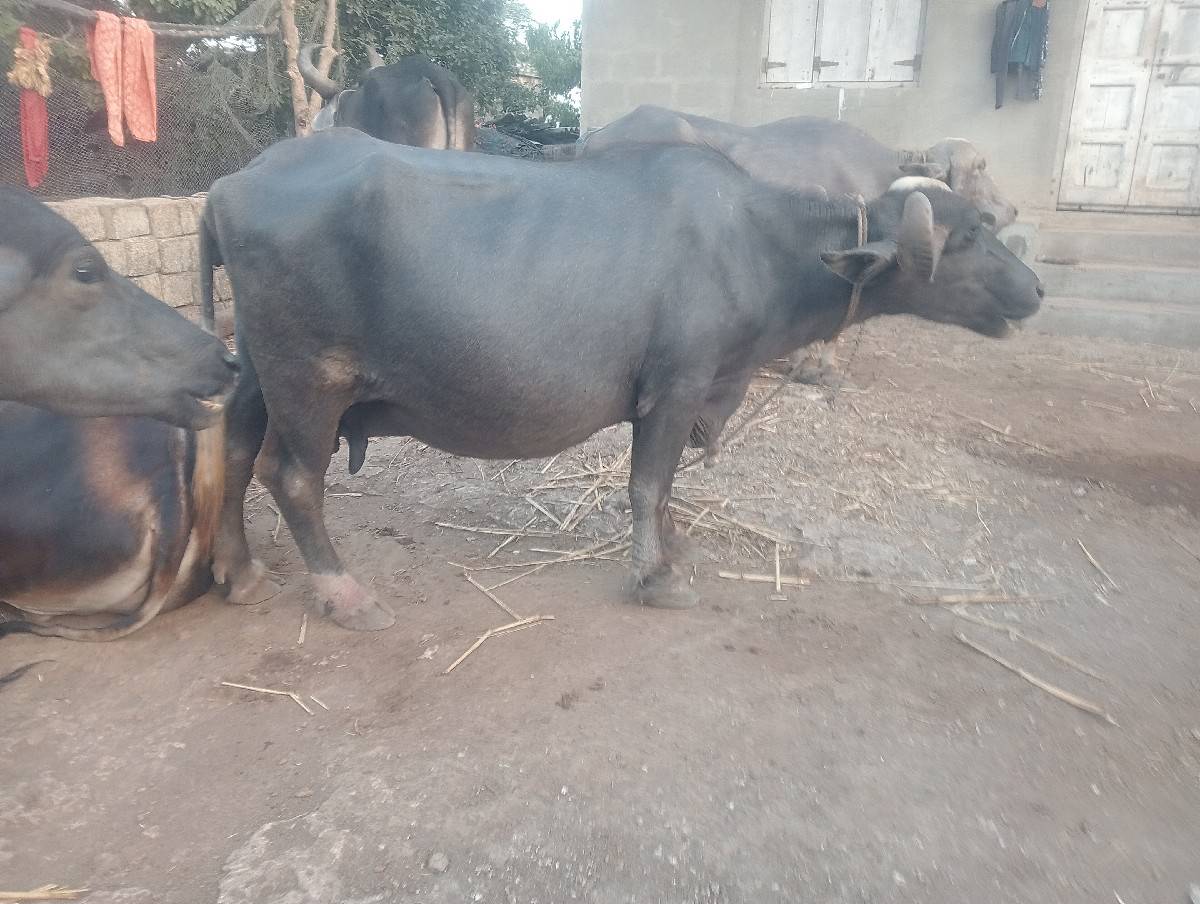 ત્રીજો વેધર