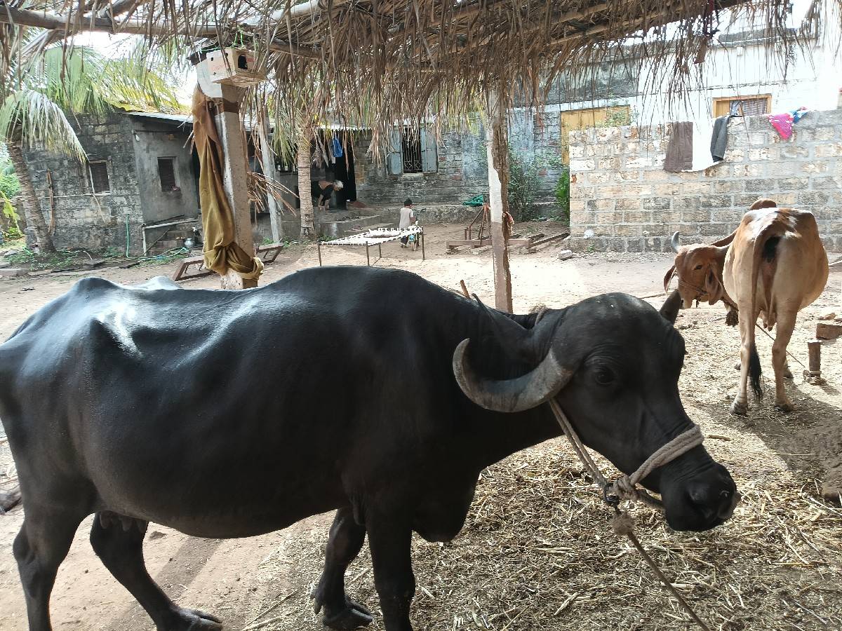 ભેંસ વેચવાની છે.