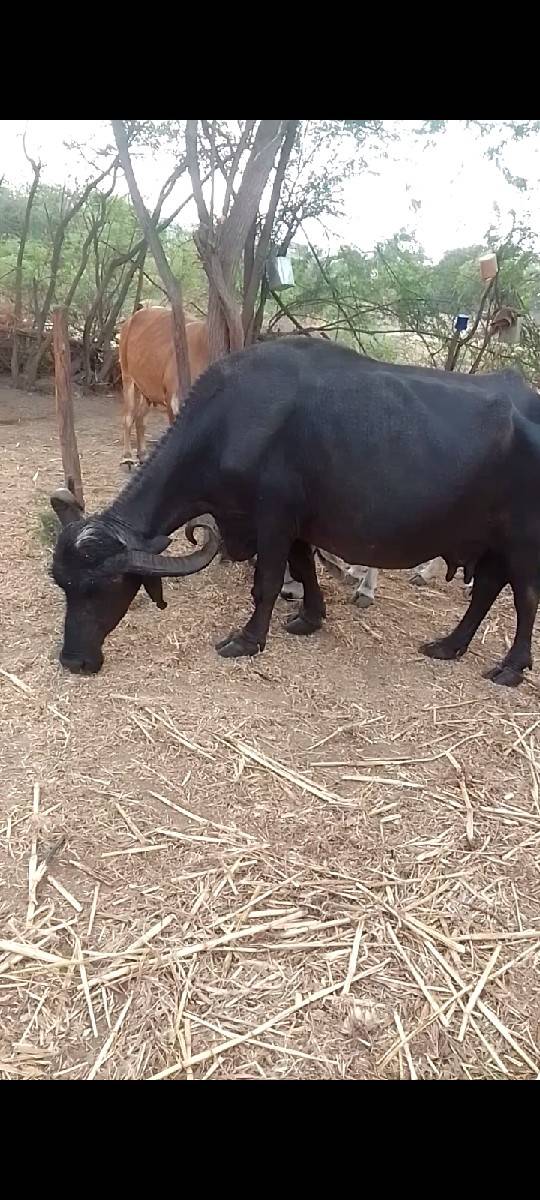 વેચવાની છે