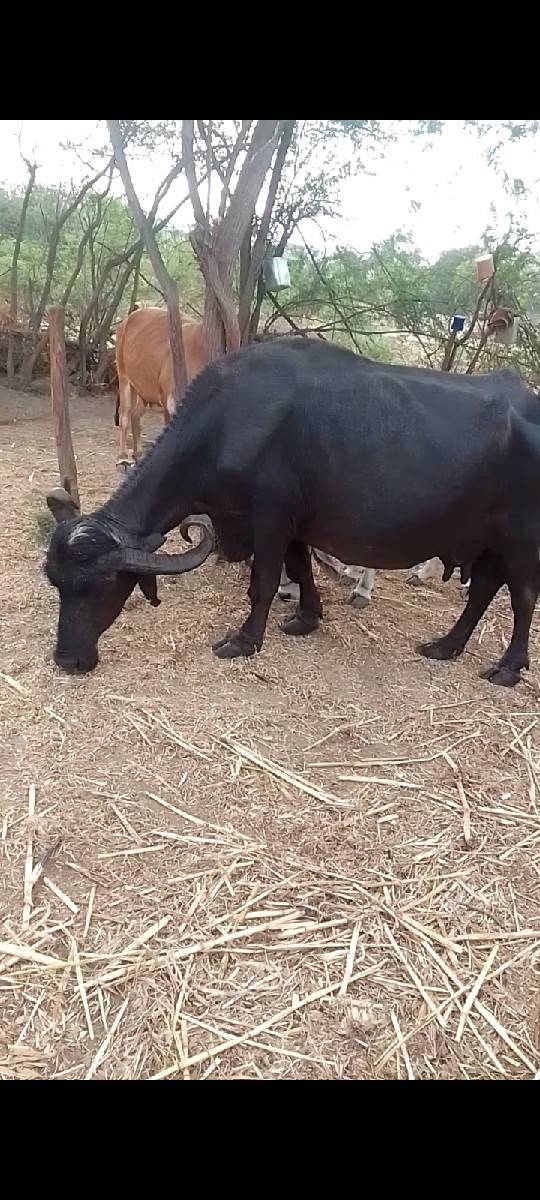 વેચવાની છે