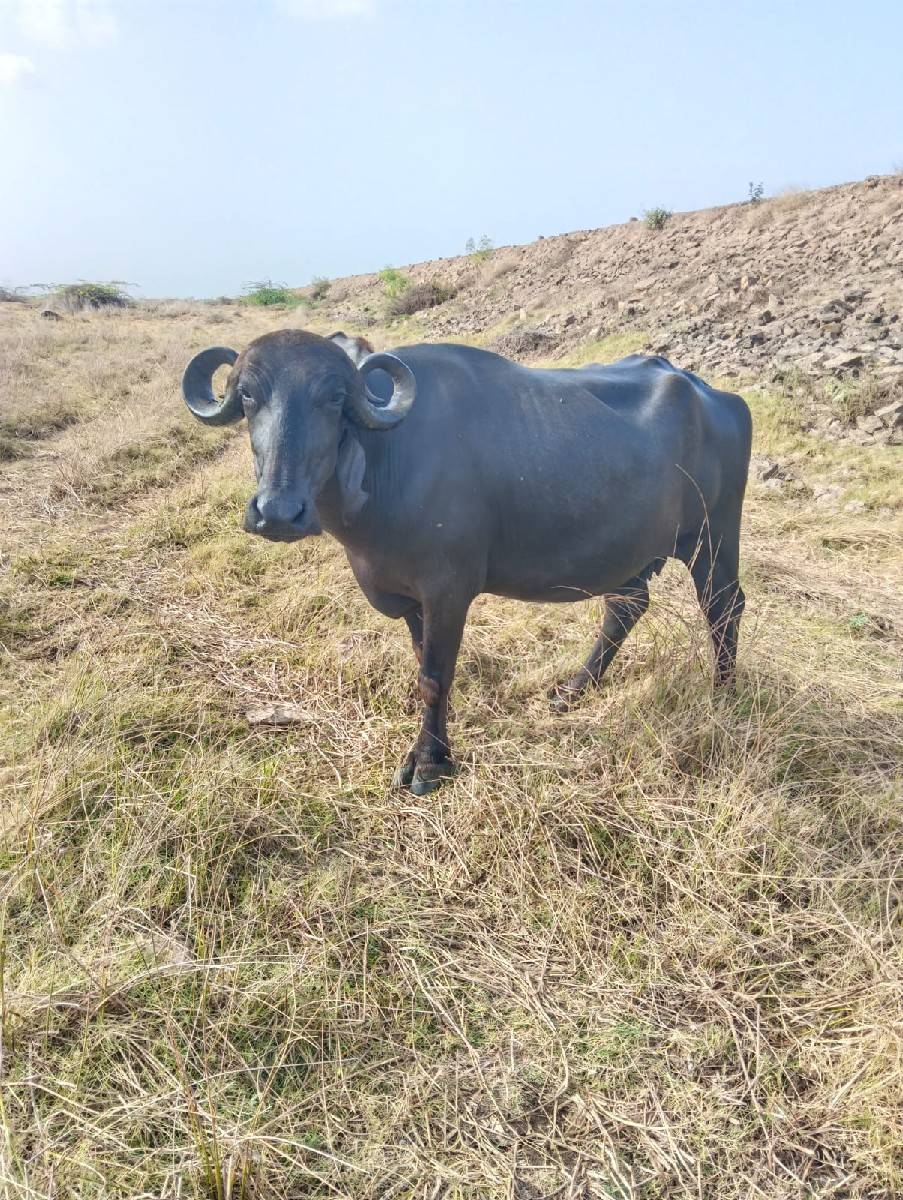 ખડેલી વેચવાની છે બીજુ વેતર